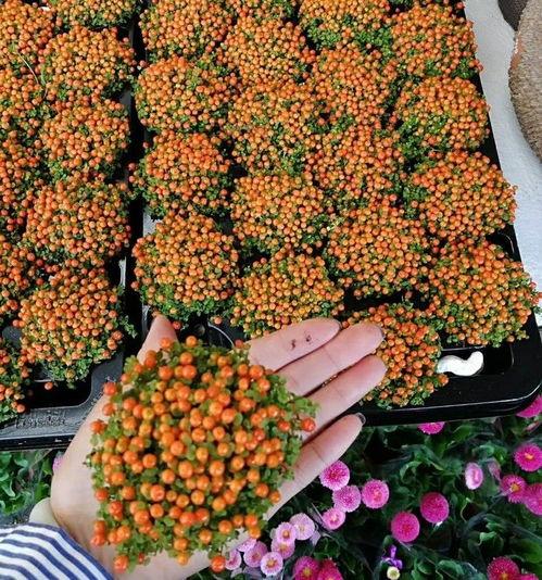 好看的网红种子,揭秘热门网红的崛起之路