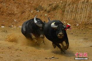 斗牛娱乐 图片,视觉盛宴，激情碰撞