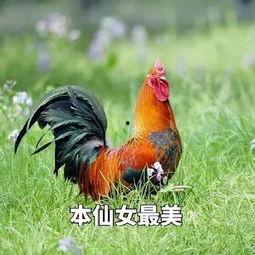 鸡放飞自我表情包,揭秘鸡界表情包的爆红之路